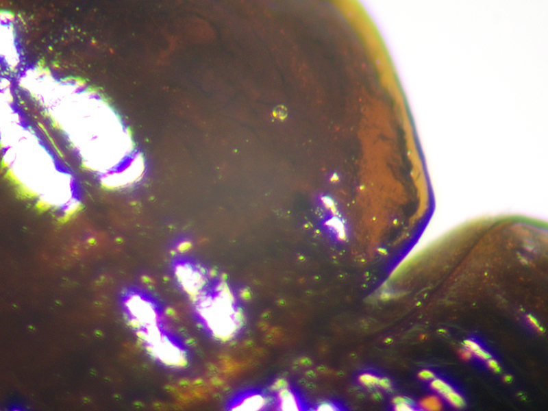 Bradycellus harpalinus